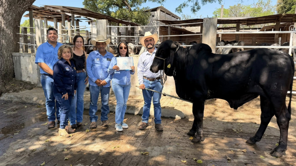 La Facultad adquirió un semental de la raza Sardo Negro de registro